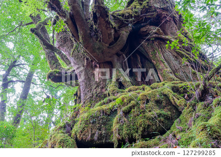 屋久島屋久杉地：日本最美的苔蘚森林（十月 127299285