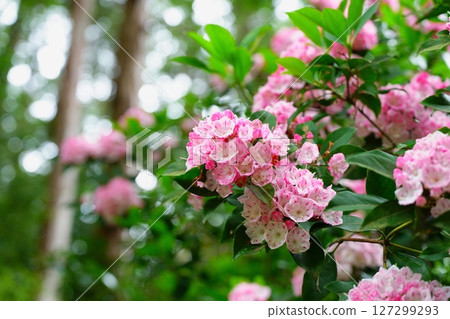 Rhododendrons blooming and sunlight filtering through the cedar forest at Iwafuneji Temple in Kyoto Prefecture Rhododendrons blooming and sunlight filtering through the cedar forest at Iwafuneji Temple in Kyoto Prefecture 127299293
