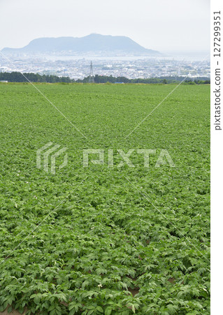 拍攝北海道函館初夏的馬鈴薯田 127299351