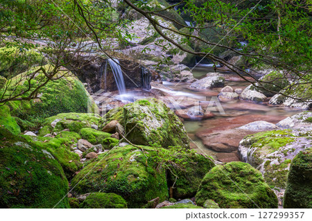 Yakushima Yakusugi Land: Japan's most beautiful moss stream (October) 127299357