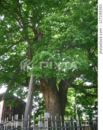 The large zelkova tree in Shinmei, Kanazawa City, Ishikawa Prefecture 127299363