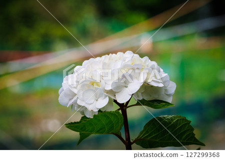 White hydrangea flowers White hydrangea flowers 127299368