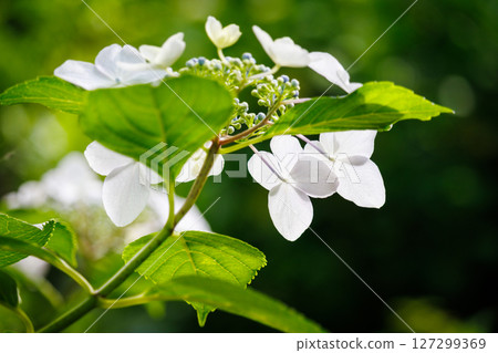 White Hakuji Hydrangea White Hakuji Hydrangea 127299369