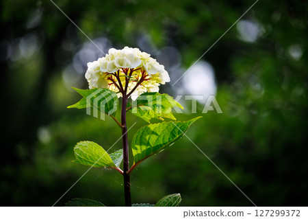 White hydrangea flowers 127299372