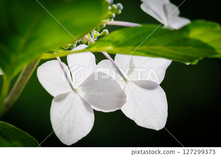 White Hakuji Hydrangea 127299373