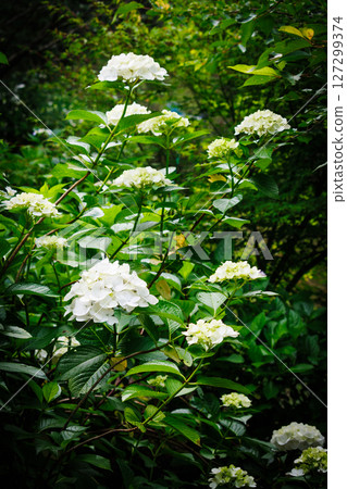 White hydrangea 127299374