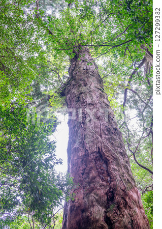 Yakushima National Park: Yakusugi Cedar with its unique bark (October 127299382