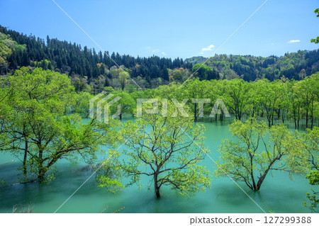 Shirakawa水壩湖被充斥的森林 127299388