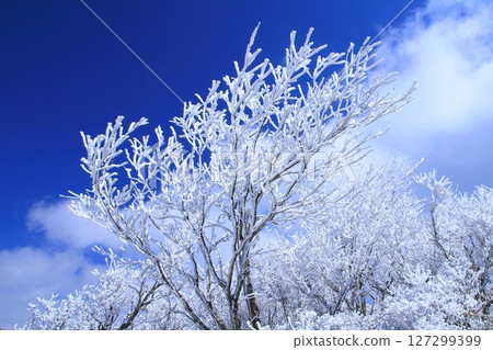 白霜樹和藍天(冬季圖像) 白霜樹和藍天(冬季圖像) 127299399
