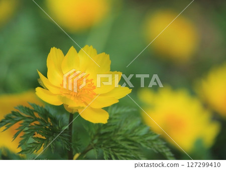 福壽莊（早春圖） 127299410