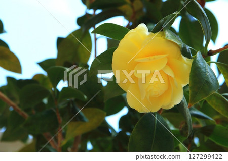 黃花山茶花 黃花山茶花 127299422