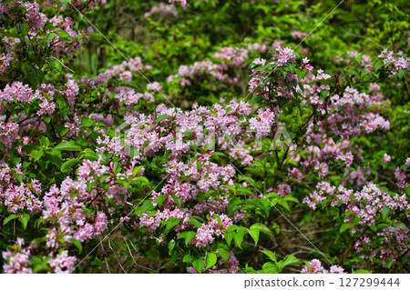 Satoyama wildflowers 127299444