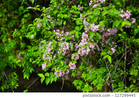 Satoyama wildflowers 127299445