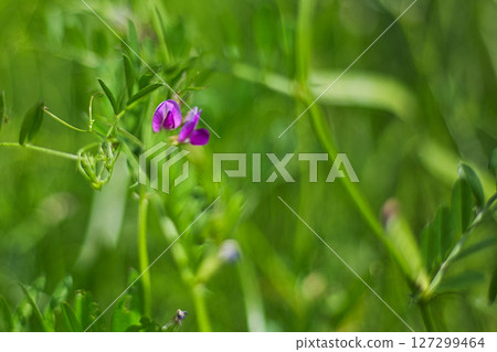 Satoyama wildflowers 127299464