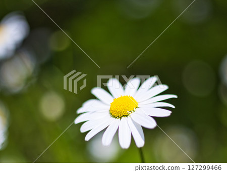 Satoyama wildflowers Satoyama wildflowers 127299466