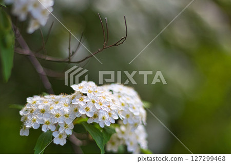 Satoyama wildflowers Satoyama wildflowers 127299468