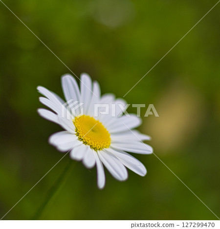 里山野花 里山野花 127299470