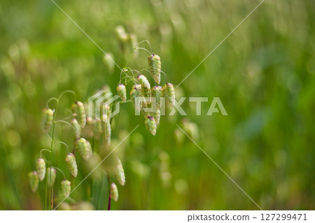 Satoyama wildflowers Satoyama wildflowers 127299471