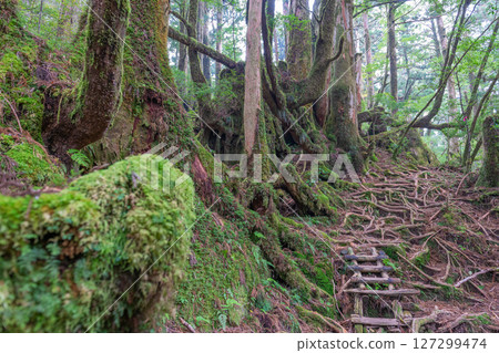 Yakushima National Park Yakusugi Land: A Forest Where Gods Dwell (November Yakushima National Park Yakusugi Land: A Forest Where Gods Dwell (November 127299474
