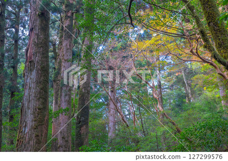 Yakushima National Park Yakusugi Land: Fog and Colorful Forest (November) Yakushima National Park Yakusugi Land: Fog and Colorful Forest (November) 127299576