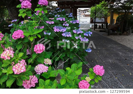 Mountain gate and blooming hydrangeas Mountain gate and blooming hydrangeas 127299594