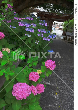 山門和盛開的繡球花 山門和盛開的繡球花 127299601