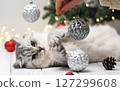 Munchkin cat playing with Christmas decorations 127299608