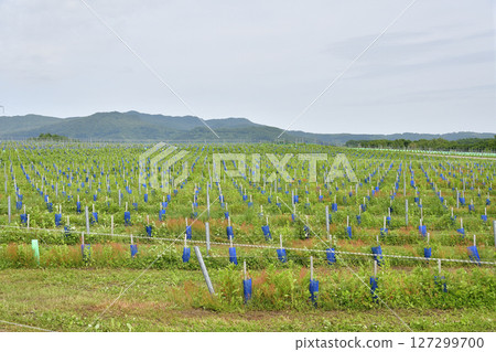 Photographing the vineyard scenery in Hakodate, Hokkaido in early summer Photographing the vineyard scenery in Hakodate, Hokkaido in early summer 127299700