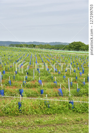 初夏拍攝北海道函館的葡萄園風景 127299703