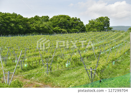 初夏拍攝北海道函館的葡萄園風景 127299704