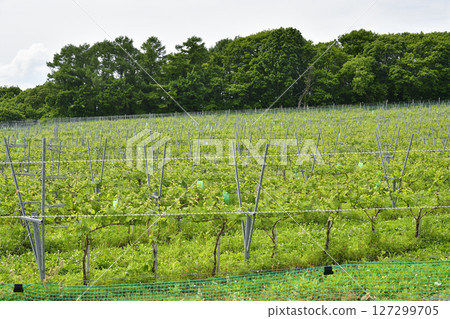 初夏拍攝北海道函館的葡萄園風景 127299705