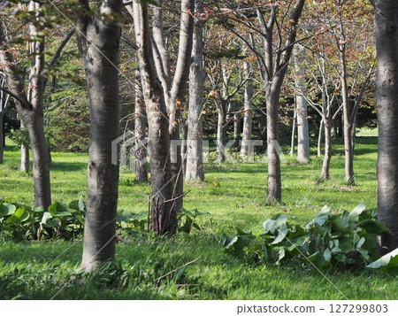 Spring birch forest scenery Spring birch forest scenery 127299803