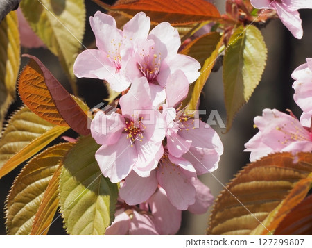 櫻花盛開 127299807