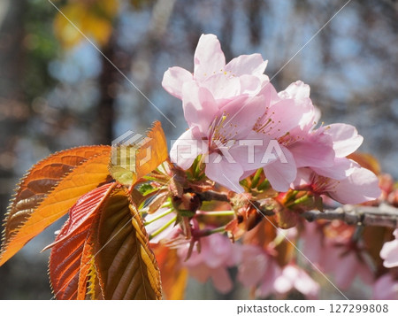 櫻花盛開 櫻花盛開 127299808