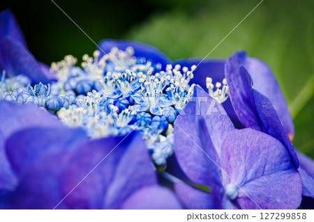 藍色繡球花 127299858