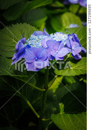 Blue hydrangea 127299895