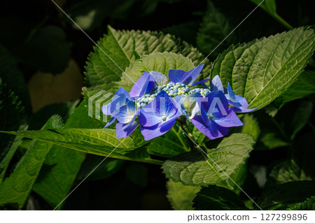 Blue hydrangea Blue hydrangea 127299896