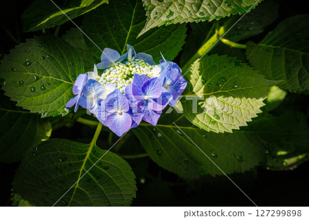 Blue hydrangea 127299898