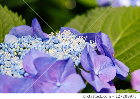 Blue hydrangea 127299975