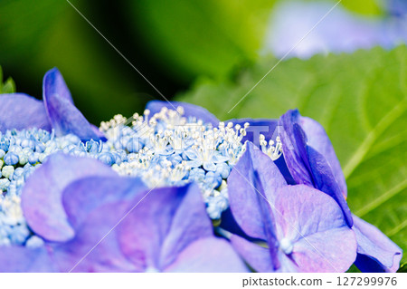 Blue hydrangea 127299976