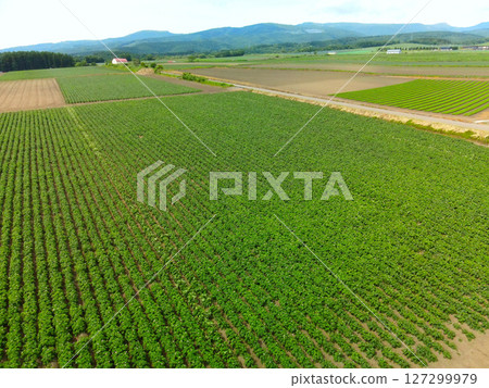 Aerial view of potato fields in Hakodate, Hokkaido in early summer Aerial view of potato fields in Hakodate, Hokkaido in early summer 127299979