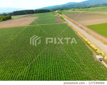 Aerial view of potato fields in Hakodate, Hokkaido in early summer Aerial view of potato fields in Hakodate, Hokkaido in early summer 127299980