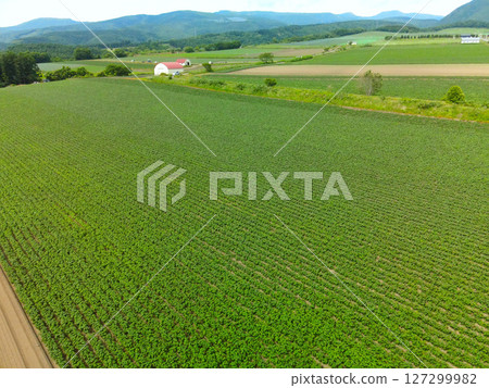 Aerial view of potato fields in Hakodate, Hokkaido in early summer Aerial view of potato fields in Hakodate, Hokkaido in early summer 127299982