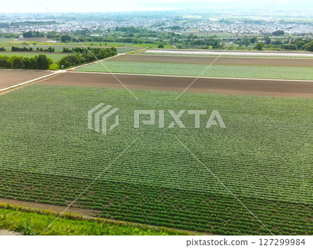 Aerial view of potato fields in Hakodate, Hokkaido in early summer Aerial view of potato fields in Hakodate, Hokkaido in early summer 127299984