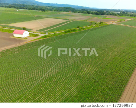 Aerial view of potato fields in Hakodate, Hokkaido in early summer Aerial view of potato fields in Hakodate, Hokkaido in early summer 127299987