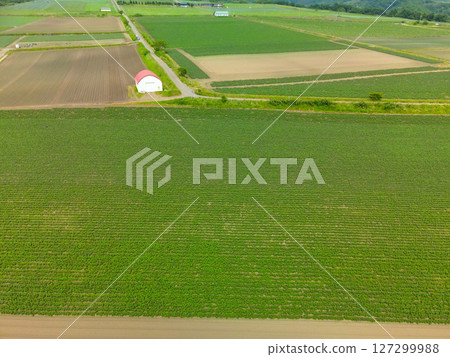 初夏北海道函館市馬鈴薯田的鳥瞰圖 127299988