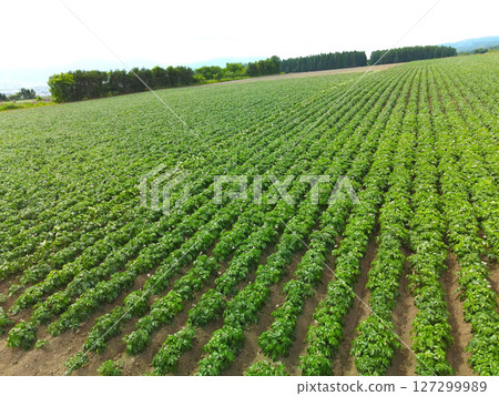 Aerial view of potato fields in Hakodate, Hokkaido in early summer Aerial view of potato fields in Hakodate, Hokkaido in early summer 127299989