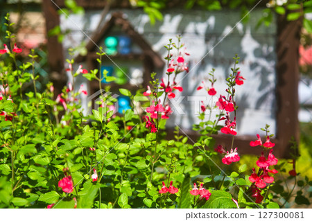 Rose garden in full bloom 127300081