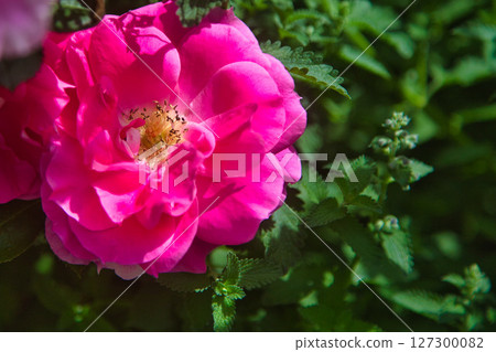 Rose garden in full bloom 127300082