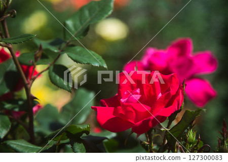 Rose garden in full bloom Rose garden in full bloom 127300083